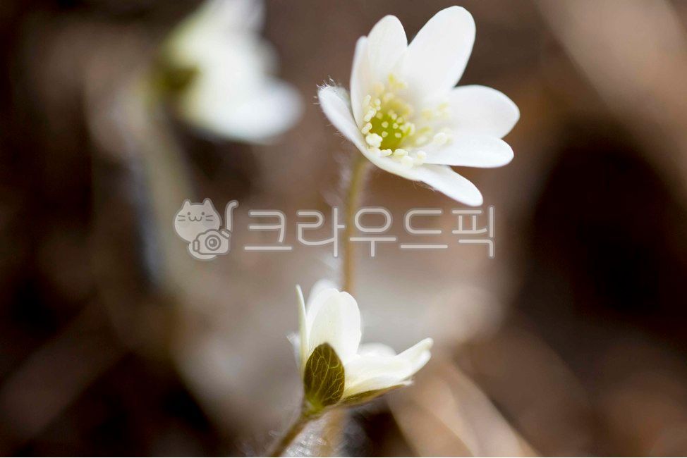 spring flowers,wildflowers,Daeryongsan Mountain,hepatica,white hepatica,flower