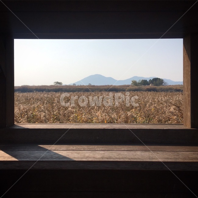 순천만,갈대,하늘,가을,풍경,순천,갈대밭,fall,autumn,sky,액자,감성