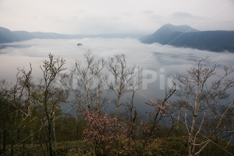 해외,일본,홋카이도,북해도,도동,마슈호,안개,안개의마슈호,벚꽃,호수,자연,풍경,nature,landscape,해외,외국,세계,foreign,oversea,world,weather,날씨,outdoors,옥외
