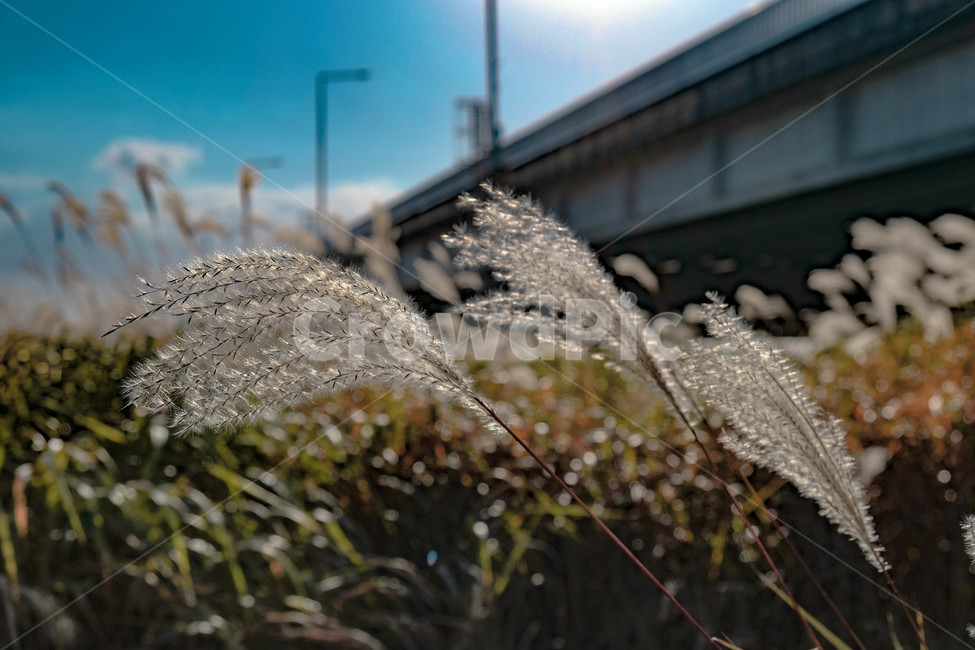 갈대,다리밑,식물,잔디,lawn,grass,reed,가을,계절,fall,autumn,season,식물,자연,plants,nature