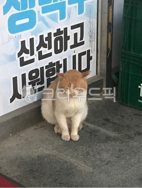 고양이,길고양이,길,길거리,cat,귀여움,졸음