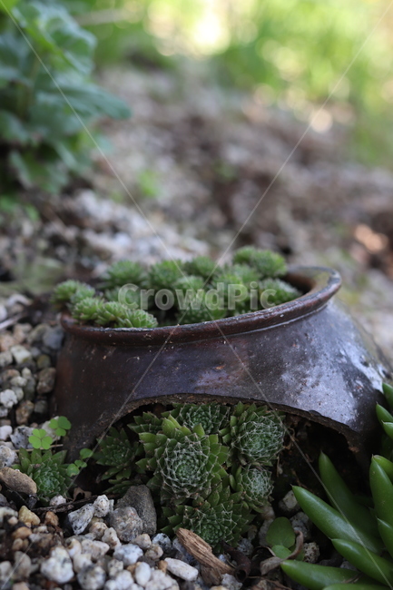 다육식물,다육,succulentplant,plant,식물,선인장,사막,건조,잎,줄기,화단,장독,항아리,자갈,취미,장식,재배,정원,다육이,실내용화초,화분,화초,house plant