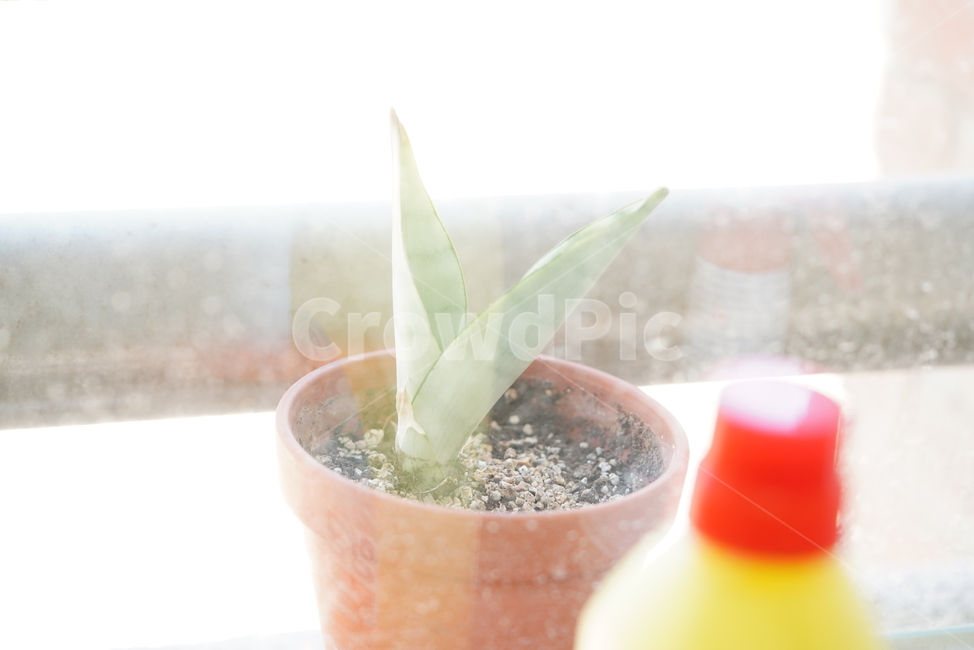 봄,계절,느낌,감성,식물,생명,생물,자연,잎,화사,식물,자연,plants,nature