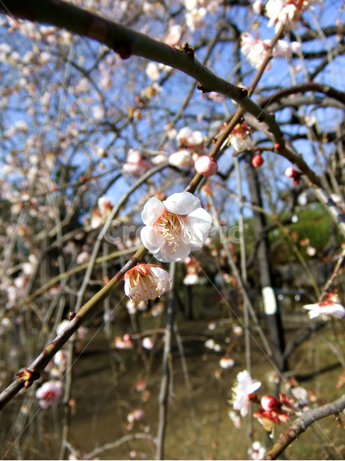 plant,식물,flower,blossom,꽃,매화나무,매화,일본,정원,야외,봄,4월,흰색,백색,흰색꽃,spring,april,공원,나무,tree,나뭇가지,꽃잎,petal