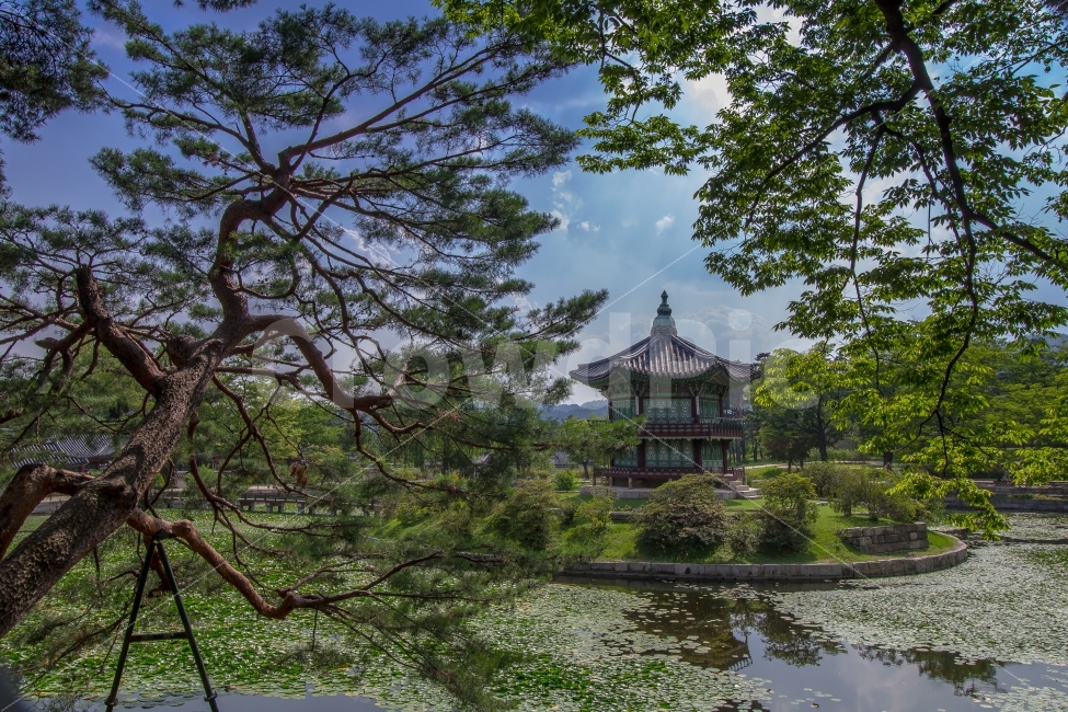서울,관광지,향원정,나무,풍경,여름,계절,summer,season,랜드마크,landmark,tourist attraction,한국전통,한국문화,korean traditional,korean culture