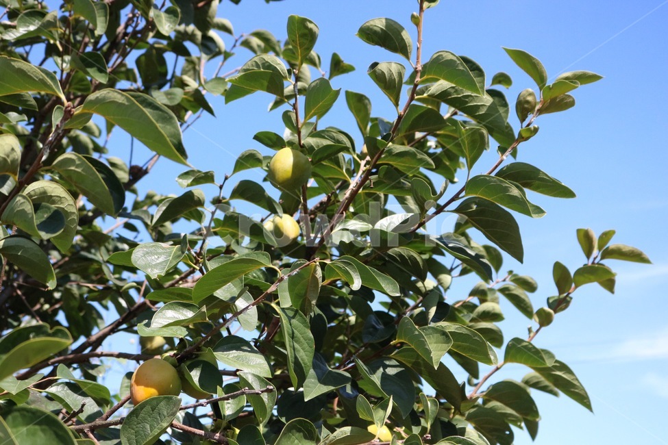감,감나무,하늘,자연,구름,초록,파랑,흰색,주황,열매,과일,persimmon,kaki,kakinoki,sky,sora,nature,cloud,kumo,green,midori,blue,ao,white,shiro,orange,orenziiro,fruit,jitsu,kudamono,가을,계절,fall,autumn,season,식물,자연,plants,nature,과일,열매,fruit,plant,food,음식