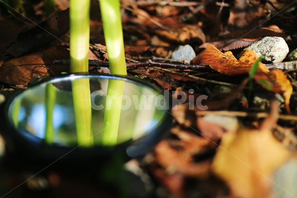 leaf,plant,식물,낙엽,거울,잡초
