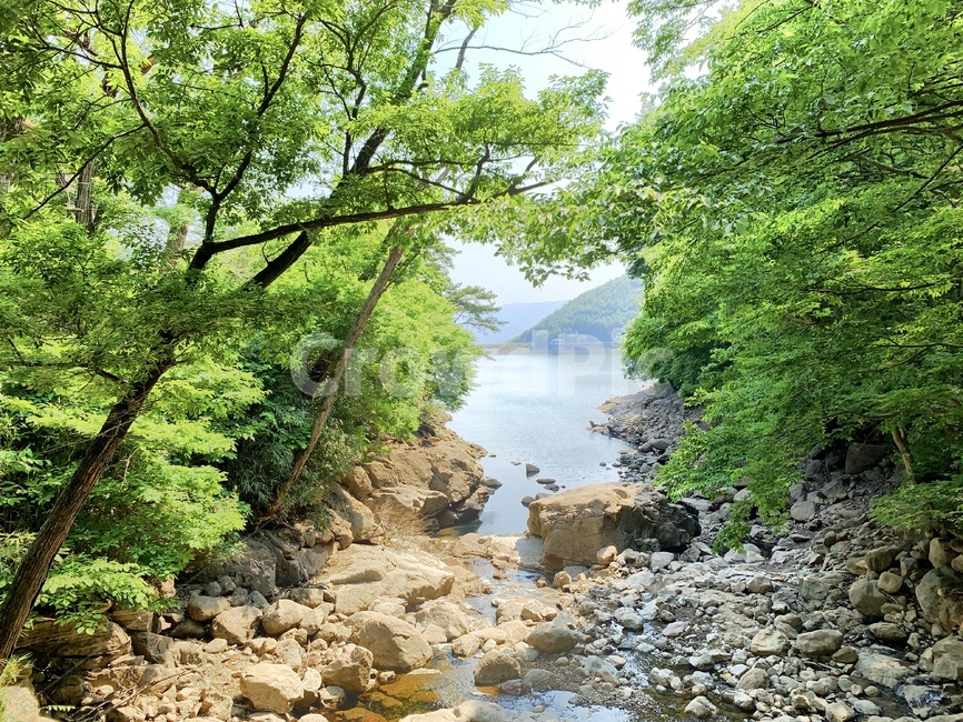 나무,한적한,물,고즈넉한,맑음,푸르름,korea,traditional,forest,tree