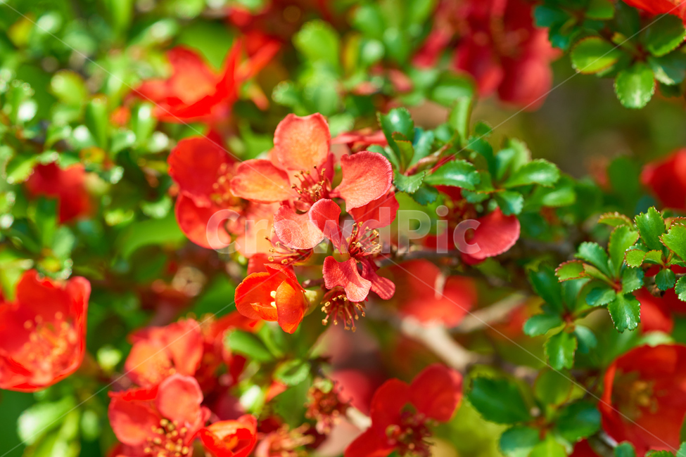 명자나무,명자꽃,접사,붉은꽃,봄,화단,vivid,색감,macro,spring,flower,lilytree,빨간색꽃,낮,밝은,blooming,식물,자연,plants,nature,꽃,flower