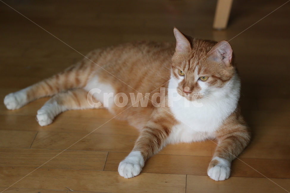 치즈냥,노란,고양이,전신,줄무늬,흰양말,동물,animal,포유류,mammal,고양이,cat,kitten,kitty