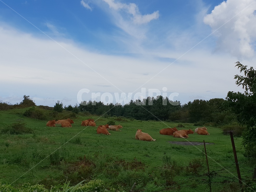 소,제주도,하늘,구름,방목,소떼,동물,animal,포유류,mammal,산업,industry,industrial,목축업,목장,livestock farming,ranching,pasture
