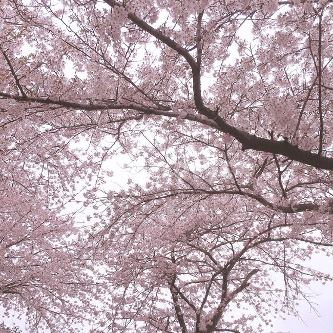 벚꽃,봄,산,꽃,벚꽃나무
