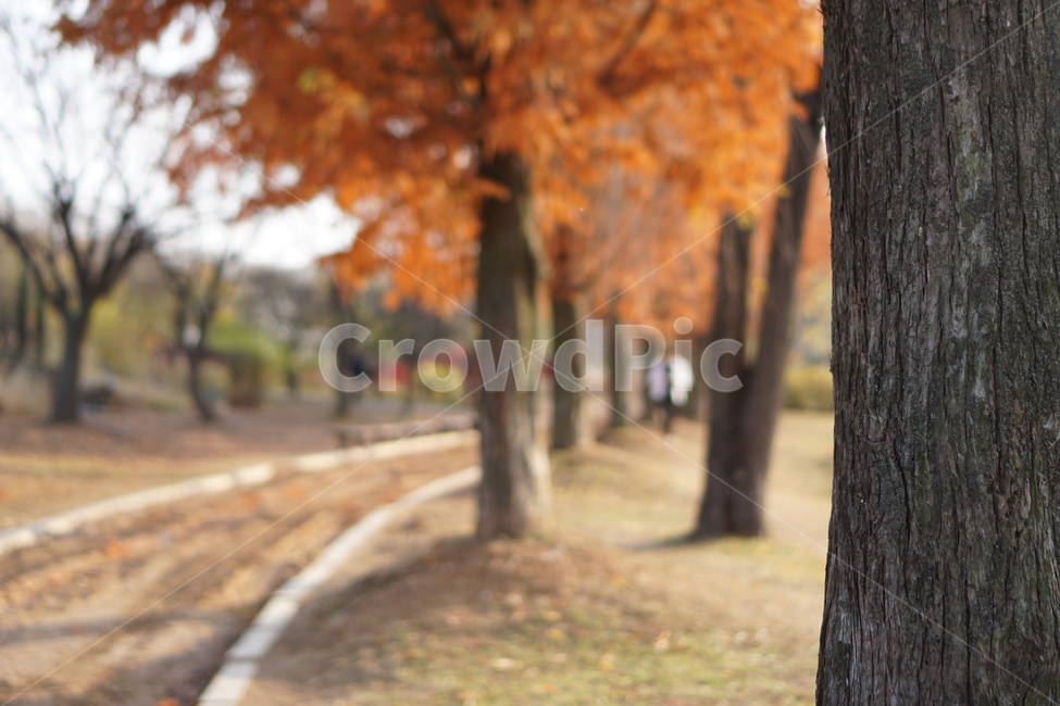가을,호수공원,낙엽,나무,숲,산책,산책로,단풍,공원,일산,가을,계절,fall,autumn,season,자연,풍경,nature,landscape,tree,plant,식물,tree trunk,나무 줄기