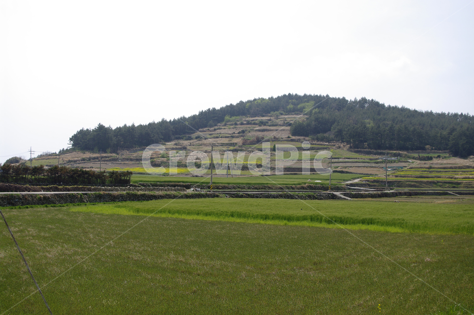 시골,농촌,밭,논,풍경,자연,풍경,nature,landscape,grassland,목초지,outdoors,옥외,field,들,paddy field,패디 필드