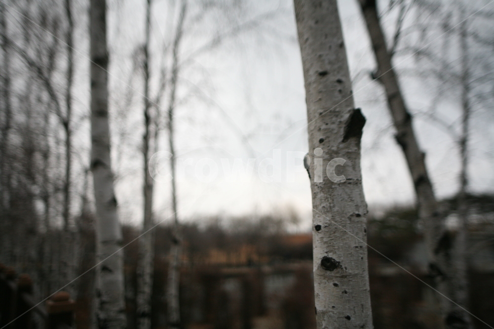 선유도,겨울,흐림,날씨,감성,자작나무,tree,plant,식물,birch