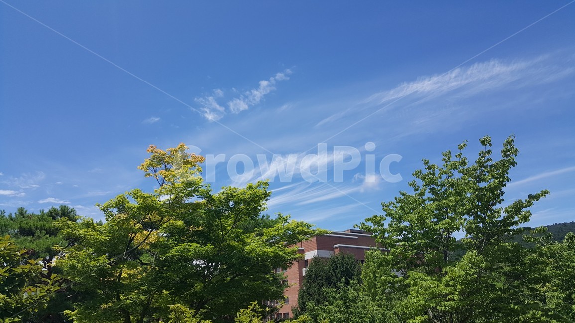 하늘,나무,구름,하늘풍경,sky,tree,cloud,감성사진,시원한,파랑,초록,푸른,자연,풍경,nature,landscape,plant,식물