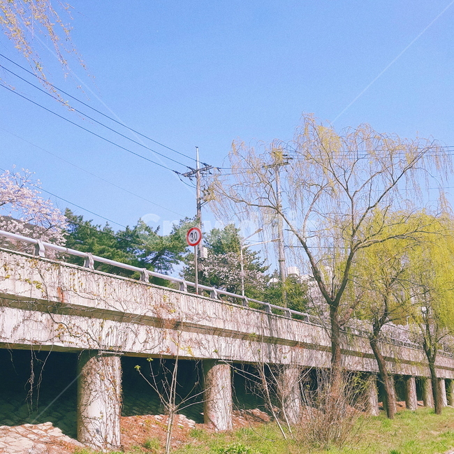 bridge,다리,building,건물,식물,나무,풍경