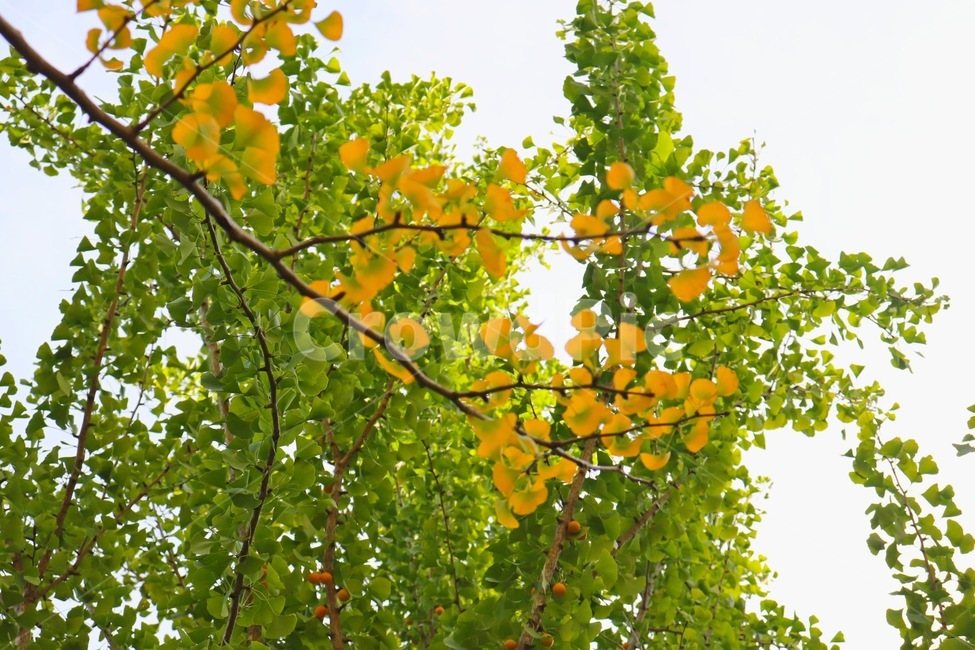 은행나무숲,이른가을,단풍,은행나무,홍천,가을,계절,fall,autumn,season,plant,식물,leaf,잎