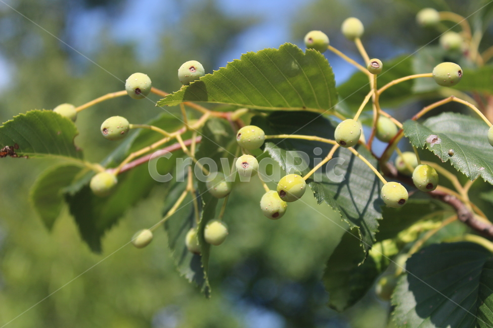 나뭇잎,열매,초록색,작은열매,green,과일,열매,fruit