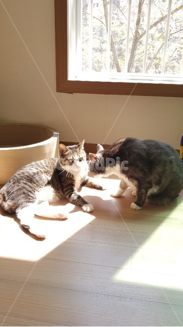고양이,햇빛,cat,두마리,그루밍