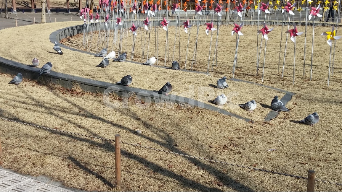 공원,잔디,비둘기,바람개비,야외,겨울,pigeon,park,grass,동물,animal,조류,새,birds