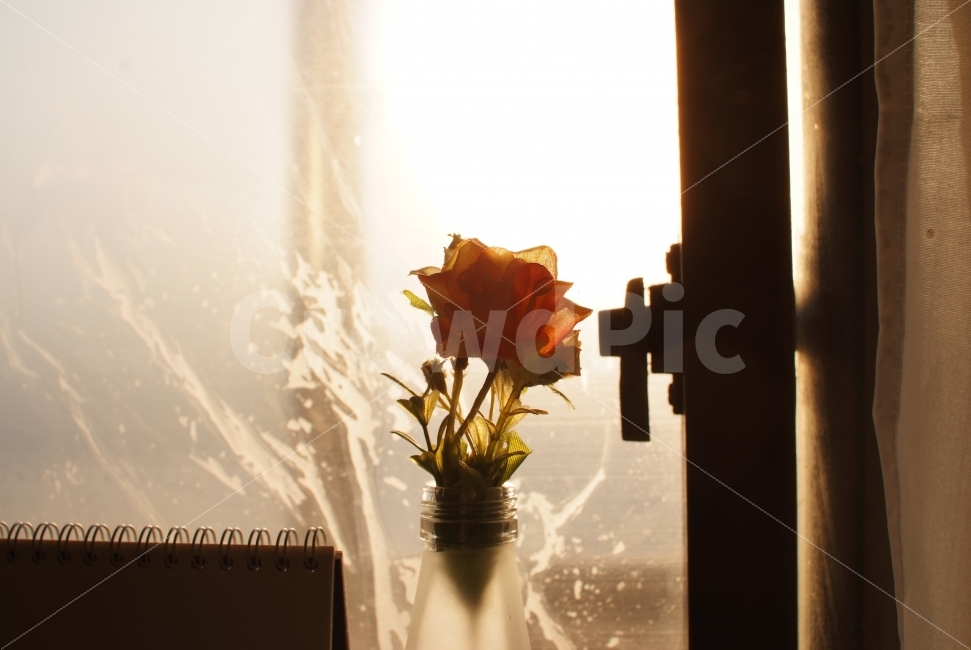 꽃,꽃병,flower,꽃잎,생화,꽃사진,감성,향기,식물,자연,plants,nature,꽃,flower,감성,sensible,feeling,인테리어,실내디자인,interior design
