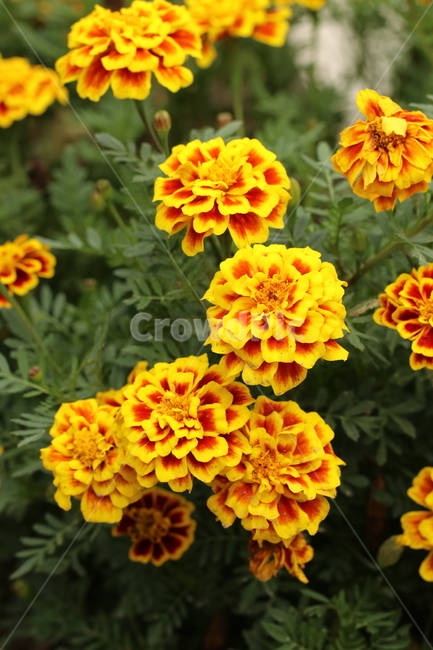 프렌치메리골드,천수국,국화과,꽃,관상용,이쁜꽃,식물,식물,자연,plants,nature,꽃,flower