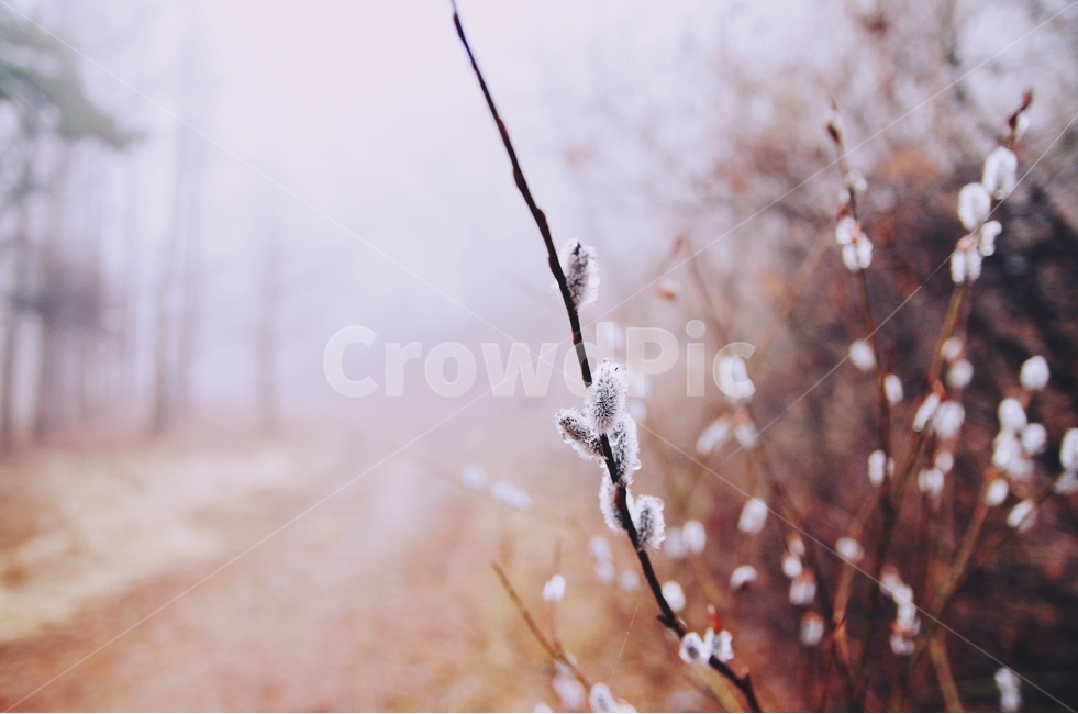 숲,나무,감성사진,버들강아지,아침,산책,봄,3월,봄,계절,spring,season,식물,자연,plants,nature,감성,sensible,feeling,ice,빙,outdoors,옥외,snow,눈