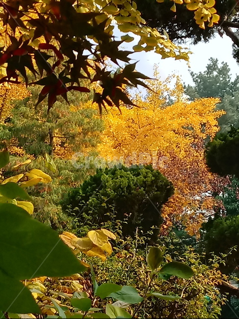 가을,단풍,낙엽,maple,plant,식물,단풍나무,단풍잎,leaf,잎,tree,나무,계절,fallautumnseason,가을단풍,자연,풍경,경치,가을,계절,fall,autumn,season,식물,자연,plants,nature,나무,trees,wood