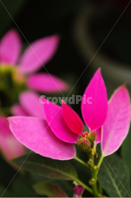 꽃,식물,flower,plant,color,식물,자연,plants,nature,꽃,flower