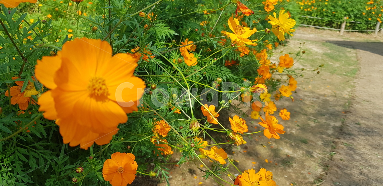 꽃,꽃길,정원,뜰,공원,날씨,흙길,꽃잎,줄기,자연,잎,식물,pottedplant,화분