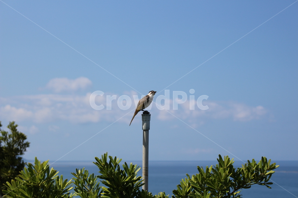 새,하늘새,조롱이,새앉아있는,앉은새,동물,animal,조류,새,birds