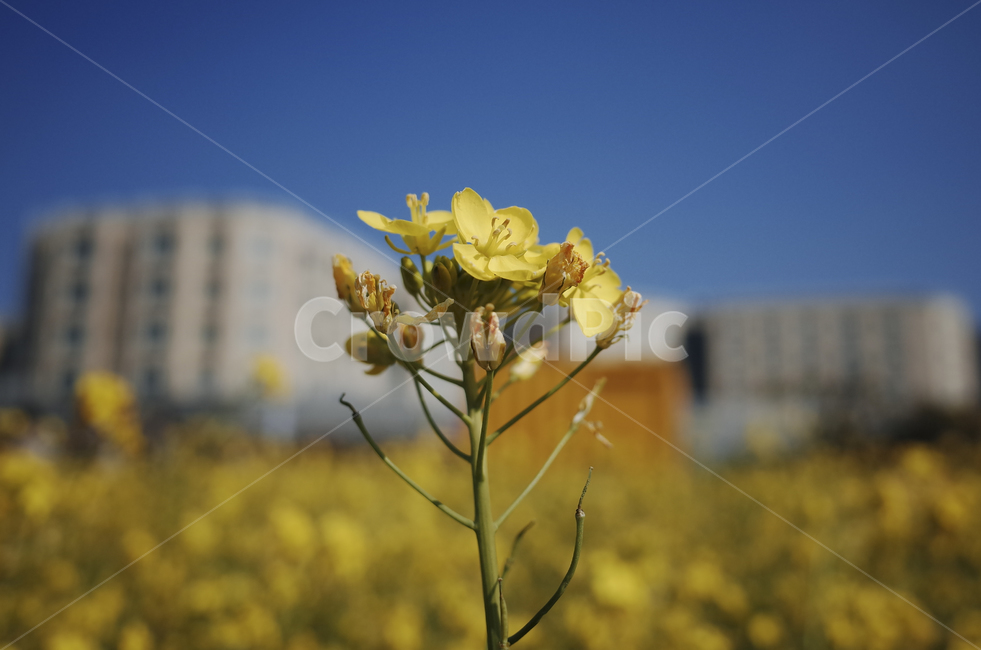 유채꽃,유채,노란꽃,봄,봄꽃,flower,yellow,spring,봄,계절,spring,season