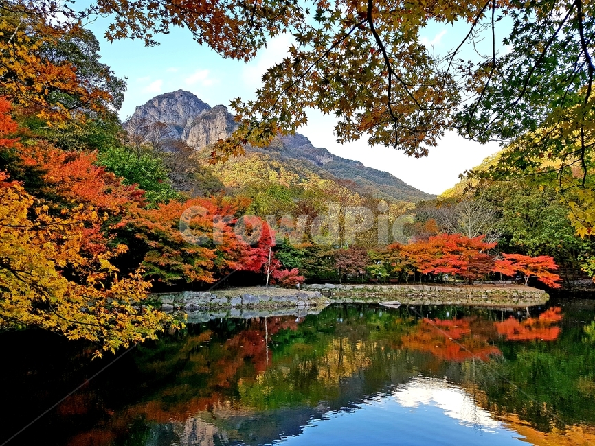 가을,백양사,단풍,자연,애기단풍,감성