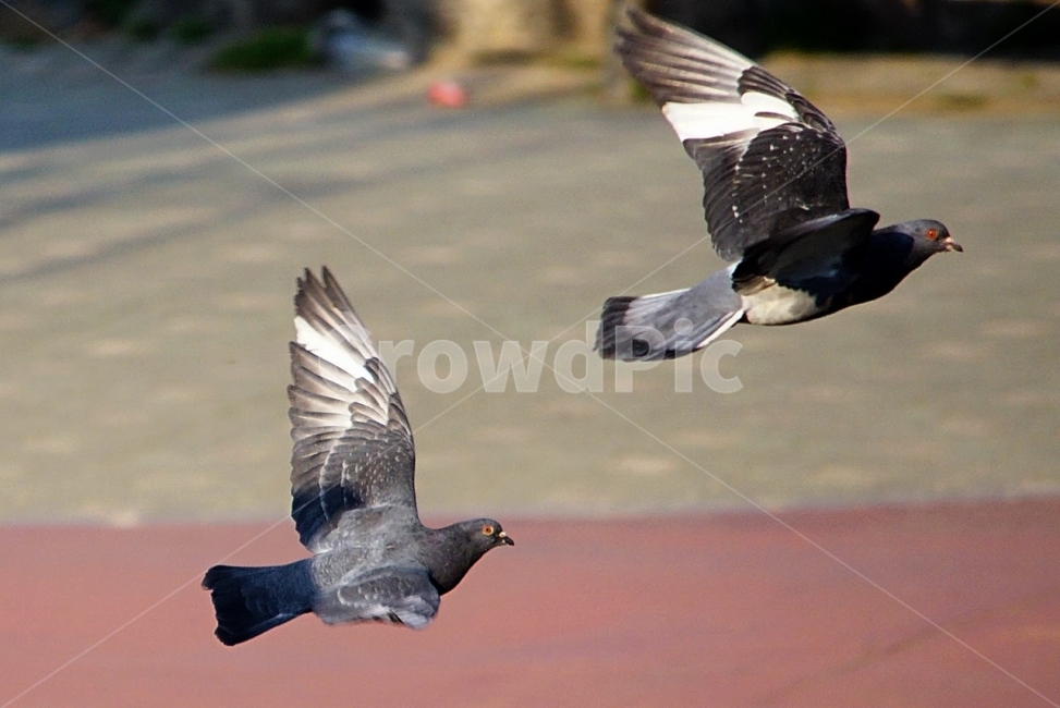 자연,새,조류,비둘기,탐조,비행,동물,animal,조류,새,birds