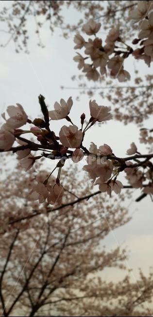 하얀,벚꽃,가지,봄,블러,클로즈업,봄,계절,spring,season,식물,자연,plants,nature,꽃,flower,plant,blossom