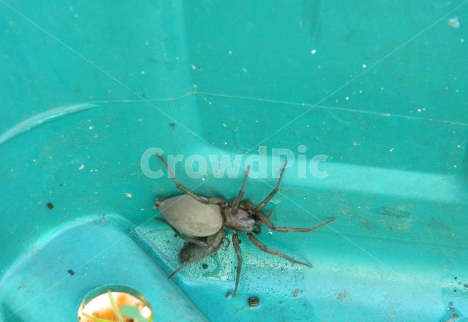 거미,spider,자연,nature,무척추동물