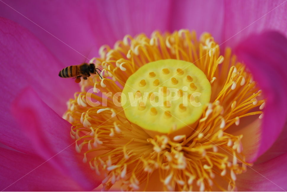 꽃,연꽃,관곡지,불교,여름,식물,자연,plants,nature,꽃,flower