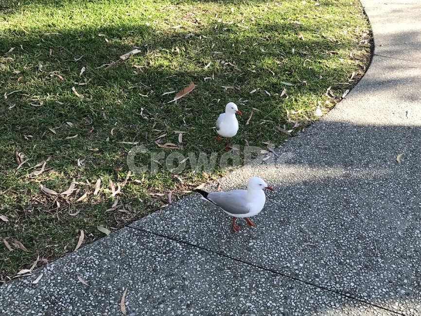 자연,bird,새,공원,nature,동물,animal,조류,새,birds