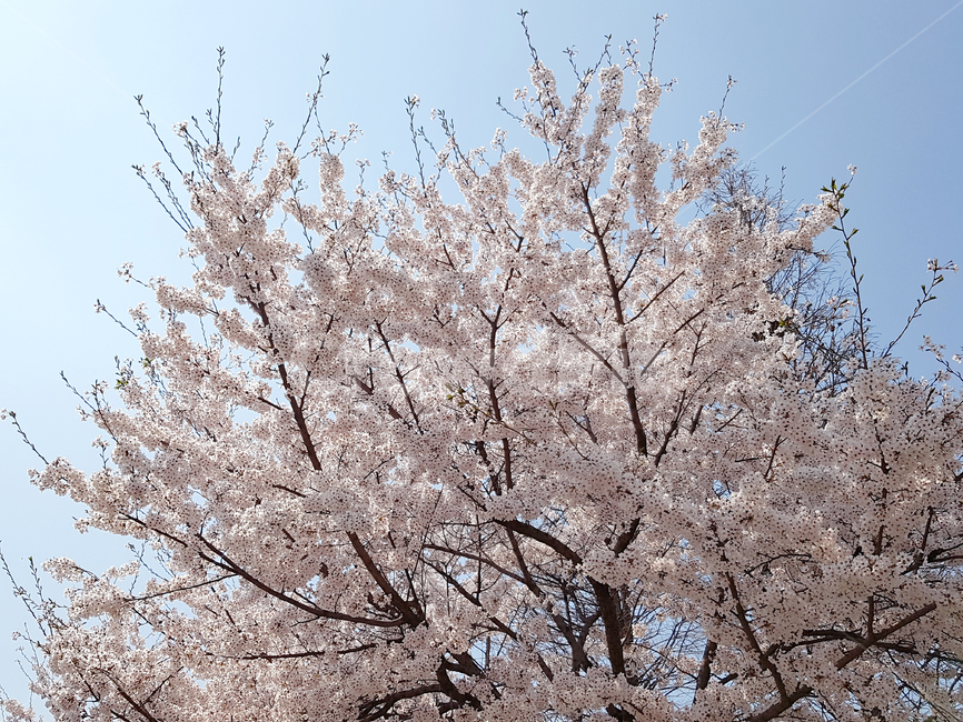벚꽃,봄,꽃,식물,cherryblossoms,꽃배경,예쁜꽃,봄,계절,spring,season,식물,자연,plants,nature,꽃,flower,나무,trees,wood,plant,blossom