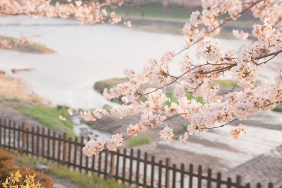 봄,벚꽃,꽃,나무,자연,풍경,풍경사진,봄사진,꽃사진,벚꽃사진,flower,flowers,cherryblossom,tree,nature,landscape,spring,식물,자연,plants,nature,봄,계절,spring,season,꽃,flower,plant