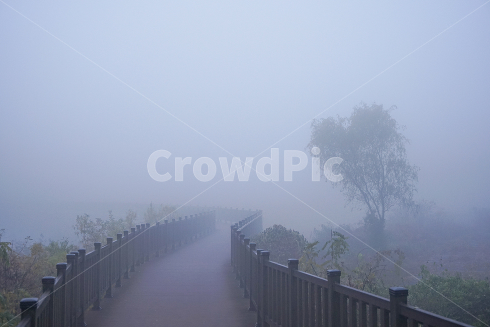 산책로,데크,길,공원길,새벽,안개,나무,여명,버드나무,자연,풍경,nature,landscape,weather,날씨
