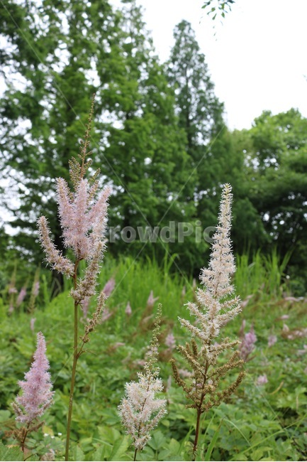 꽃,식물,분홍,초록,자연,flower,plants,pink,green,nature,hana,shokubutsu,pinku,midori,하늘,sky,sora,식물,자연,plants,nature,꽃,flower