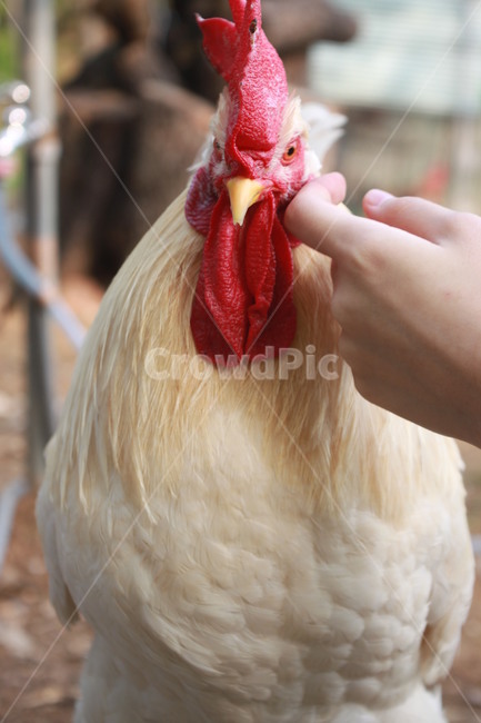 동물,닭,수탉,애완닭,동물농장,동물복지,animal,bird,chicken,동물,animal,조류,새,birds