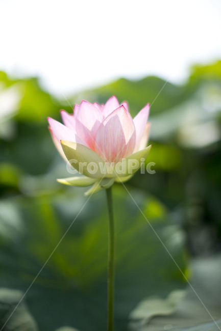 연꽃,수련,분홍색,여름꽃,flower,lotus