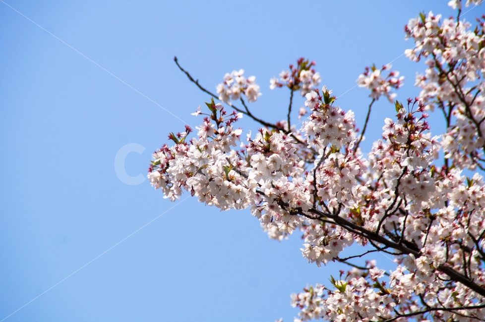 벚꽃,하늘,공원,꽃,봄,봄꽃,나무,역광,벚꽃나무,푸름,맑음,식물,자연,plants,nature,봄,계절,spring,season,꽃,flower,plant,blossom