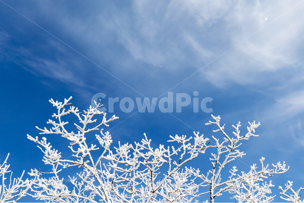 설경,눈꽃,강원도,겨울,나무,눈,가지,블루,풍경,스냅,화이트,파랑,snow,white,blue,tree,sky,ice,nature,자연,풍경배경,배경,겨울배경,겨울,계절,winter,season