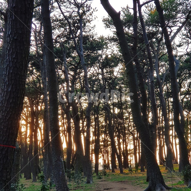 노을,나무,숲,sunset,힐링,tree,forest