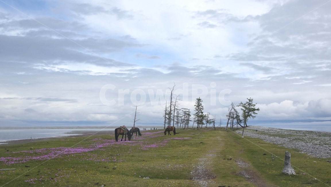 nature,초원,grass,field,자연,지평선,말,꽃,cloud,구름,몽골,몽고,MONGOLIA,홉스굴