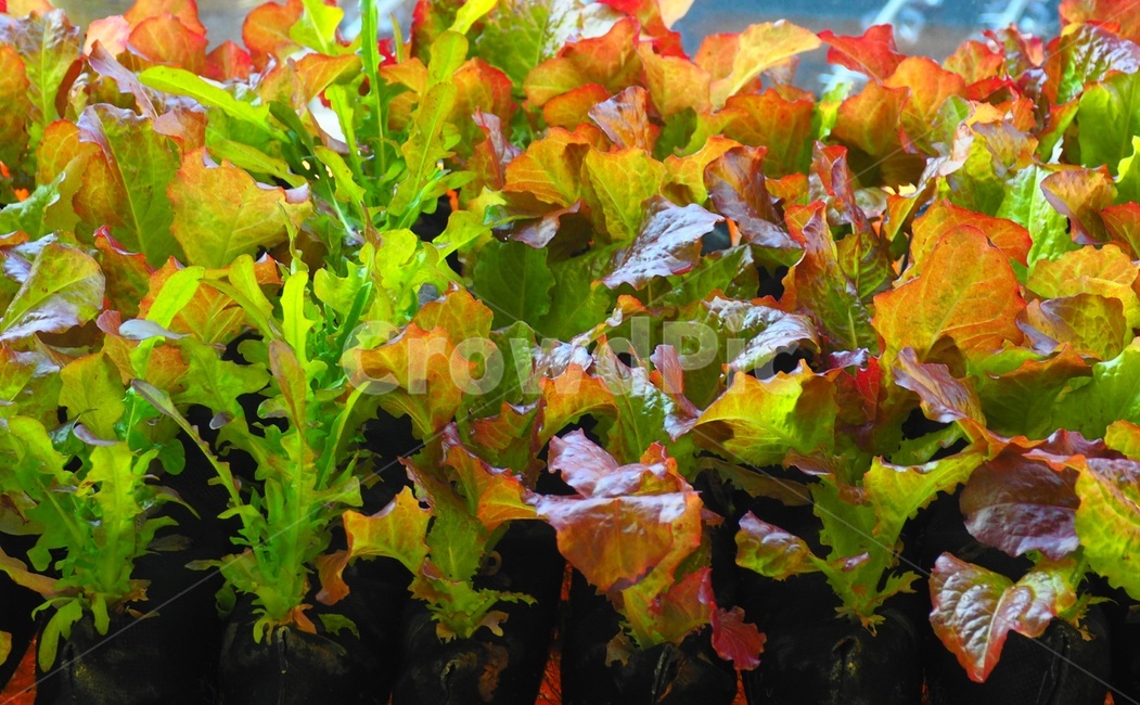 겨울실내상추,식물,leaf,tree,나무,plant,단풍